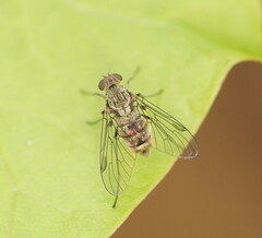 Chrysopilus