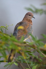 Streptopelia senegalensis