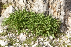 Campanula versicolor
