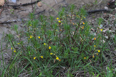 Ajuga chamaepitys laevigata