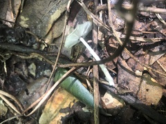 Leucocoprinus brebissonii