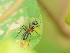 Camponotus innexus