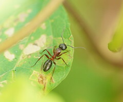 Camponotus innexus