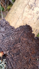 Pityogenes chalcographus