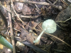 Leucocoprinus brebissonii