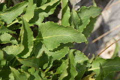 Campanula versicolor