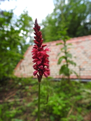 Bistorta amplexicaulis