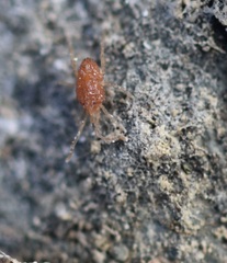 Smarididae