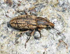 Pseudocleonus carinatus
