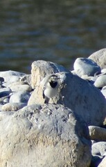 Motacilla alba alba