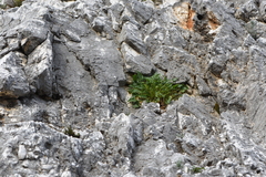 Campanula versicolor