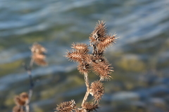Xanthium orientale italicum