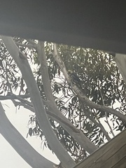 Platycercus caledonicus