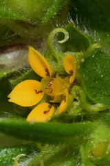 Melampodium longicorne