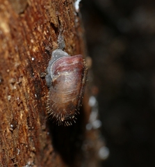 Helicodonta obvoluta