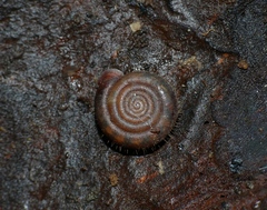 Helicodonta obvoluta