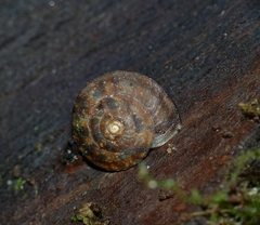 Helicigona lapicida