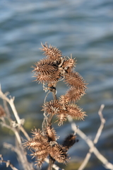 Xanthium orientale italicum