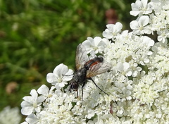 Eriothrix rufomaculata