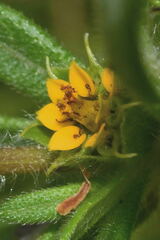 Melampodium longicorne