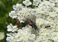 Eriothrix rufomaculata