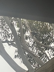 Platycercus caledonicus