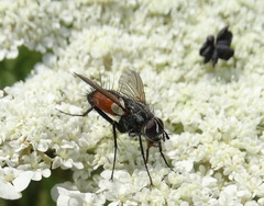 Eriothrix rufomaculata