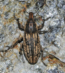 Pseudocleonus carinatus