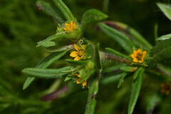 Melampodium longicorne