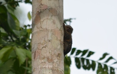 Cebuella pygmaea