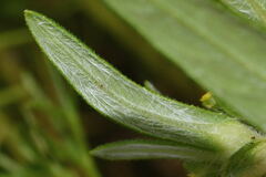 Melampodium longicorne