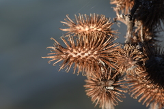 Xanthium orientale italicum