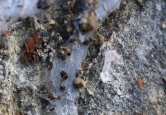 Smarididae