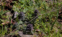 Ajuga orientalis