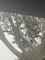 Platycercus caledonicus