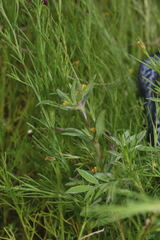 Melampodium longicorne