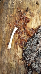 Dendrocopos major