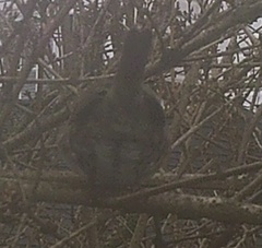 Thryothorus ludovicianus