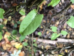 Muehlenbeckia hastulata