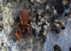 Smarididae