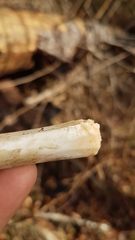 Dendrocopos major