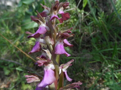 Anacamptis collina