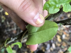 Muehlenbeckia hastulata