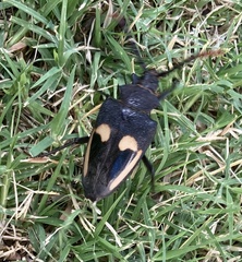 Calocomus desmarestii