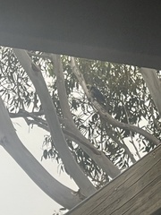 Platycercus caledonicus