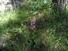 Anacamptis collina