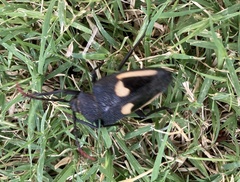 Calocomus desmarestii