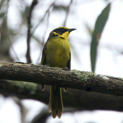 Lichenostomus melanops
