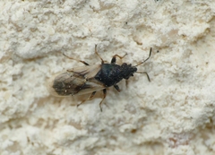 Metopoplax ditomoides