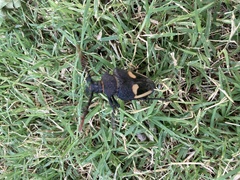 Calocomus desmarestii